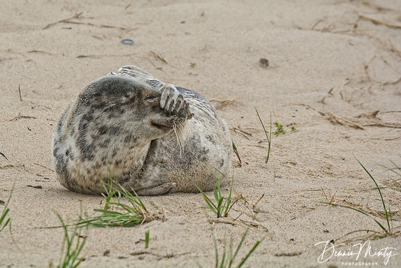 Antics of a Young Grey Seal, Sable Island, Nova Scotia, Canada