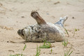 Antics of a Young Grey Seal