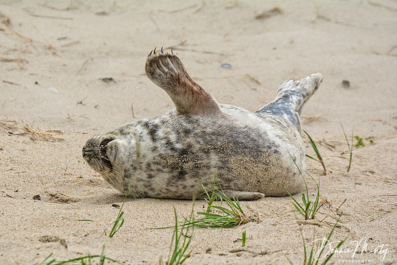 Antics of a Young Grey Seal