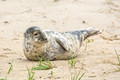 Antics of a Young Grey Seal