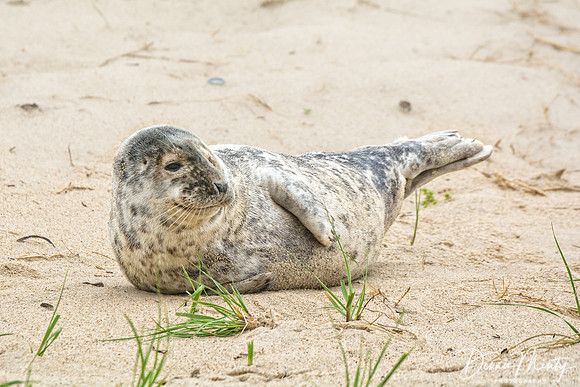 Antics of a Young Grey Seal