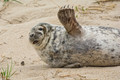 Antics of a Young Grey Seal