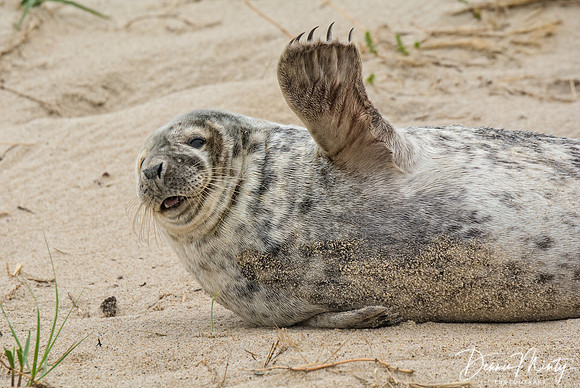 Antics of a Young Grey Seal