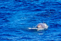 Bottle-nose Whale, The Gully