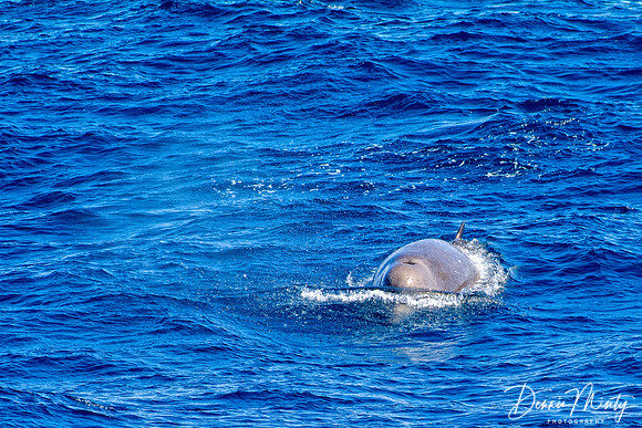 Bottle-nose Whale, The Gully