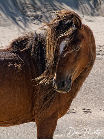 Sable Island Horses