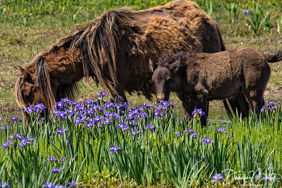 Sable Island Horses
