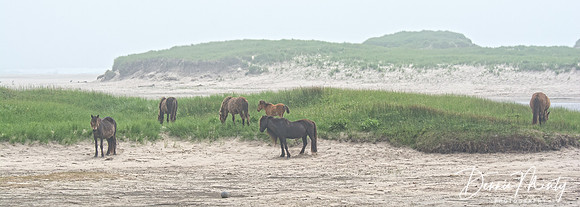 Horses in the Mist