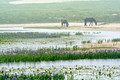 Sable Island Horses