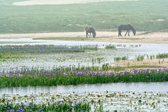 Sable Island Horses