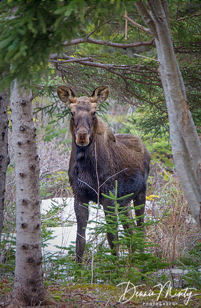 Young Moose, Clarke's Beach, Newfoundland