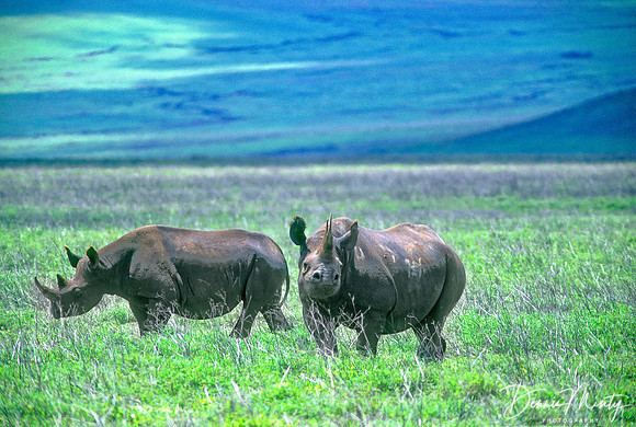 Black Rhino, Ngorongoro Crater, Tanzania