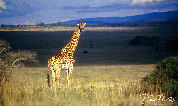 Giraffe, Nairobi National Park, Kenya