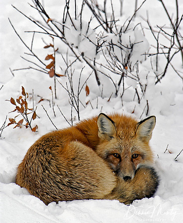 Red Fox, Churchill, Manitoca