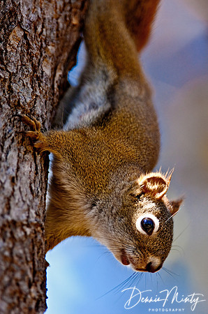 Red Squirrel, Clarke's Beach, Newfoundland