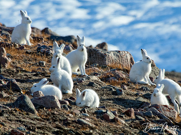A Drove of Arctic Hares, Etah, Greenland