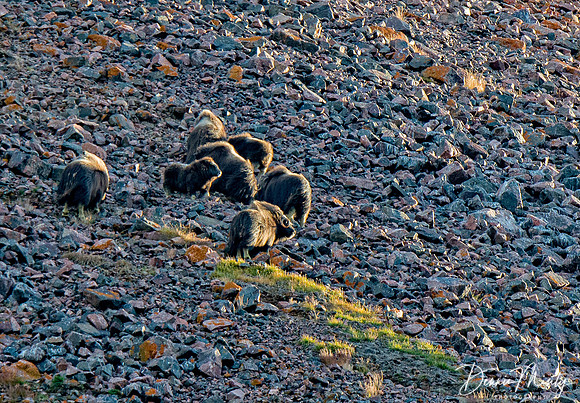 Muskoxen, Etah, Greenland