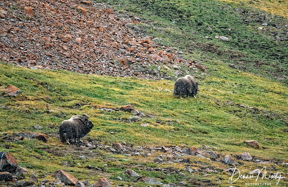 Muskoxen, Etah, Greenland