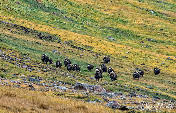 Muskoxen Stampede, Etah, Greenland