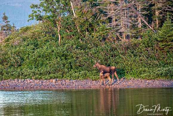 Cow and Calf Moose, Portland Creek, Newfoundland