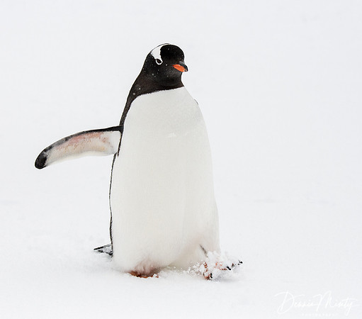 Gentoo Penguin (Pygoscelis papua), Cuverville Island, Antarctica