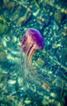 Lion's Mane Jellyfish, Bonne Bay, Newfoundland, Canada