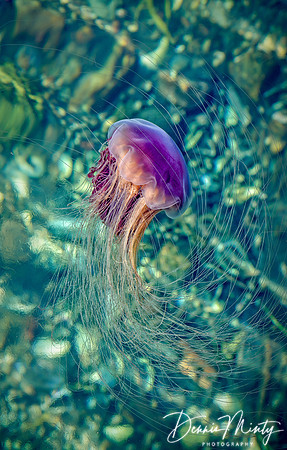 Lion's Mane Jellyfish, Bonne Bay, Newfoundland, Canada