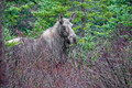 Moose, Clarke's Beach