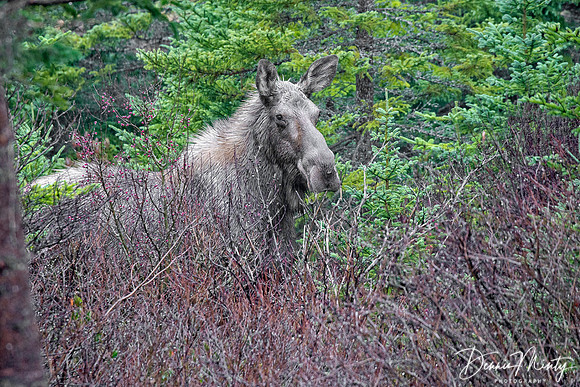 Moose, Clarke's Beach