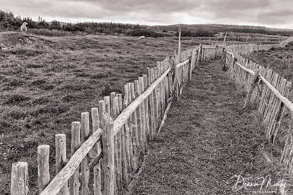 The Calm, Turpin's Hiking Trail, Tilting, Fogo Island, Newfoundland