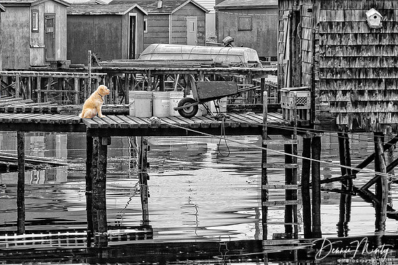 Patient Louie, Ramea, Newfoundland