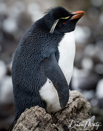 Rock-hopper Penguin, West Point, Falkland Islands