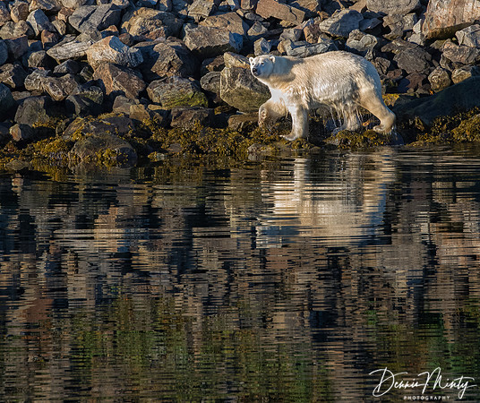 Polar Bear, Nachvak Fjord, Labrador