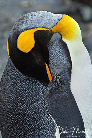 King Penguin, South Georgia Island, Antarctica