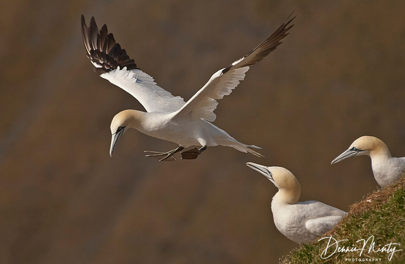 Northern Gannet, Cape St. Mary's, Newfoundland, Canada