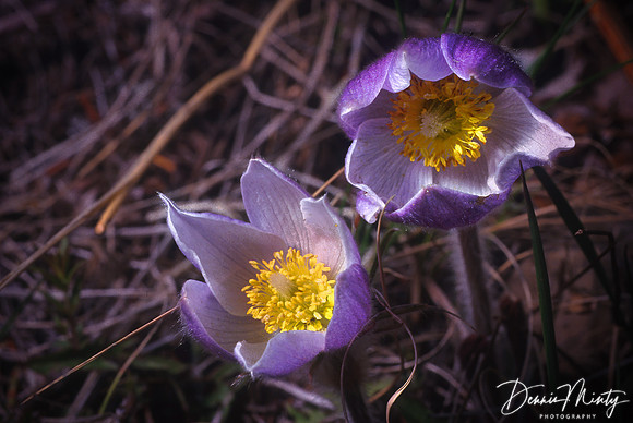 A pasque flower or pasqueflower or prairie crocus (Pulsatilla sp.), Canmore, Alberta
