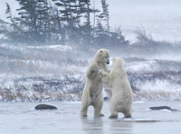Wild Lives