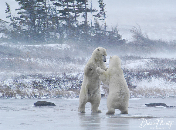 Sparring Polar Bears (Ursus maritimus), Churchill, Manitoba, Canada