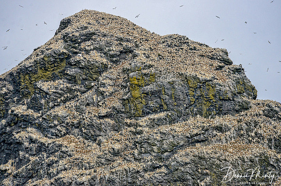 Stac Lee, St. Kilda, Outer Hebrides, Scotland