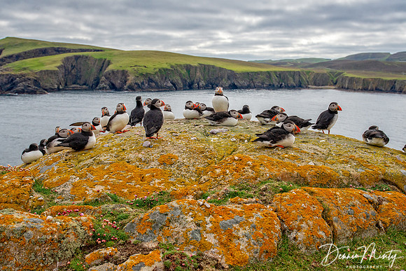 Atlantic Puffins, Fair Isle, Scotland