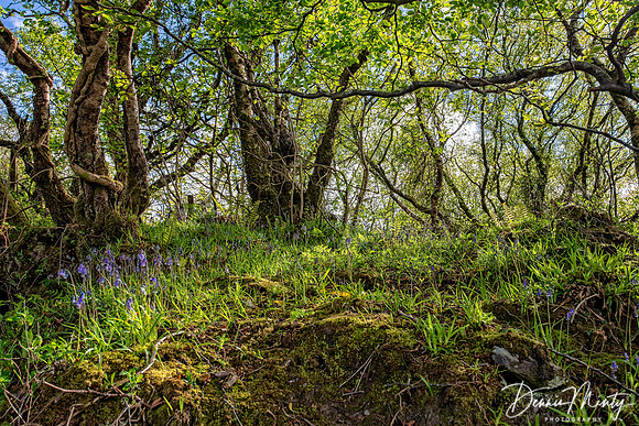 Forest Glade with Bluebells, Jura, Inner Hebrides, Scotland