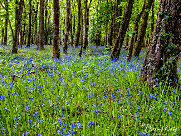 Glade of Bluebells, Isle of Rhum, Inner Hebrides