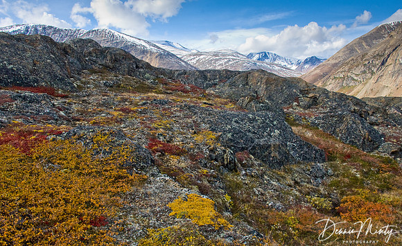 Tundra Colour, Nachvak Fjord, Torngat Mountains National Park, Labrador, Canada