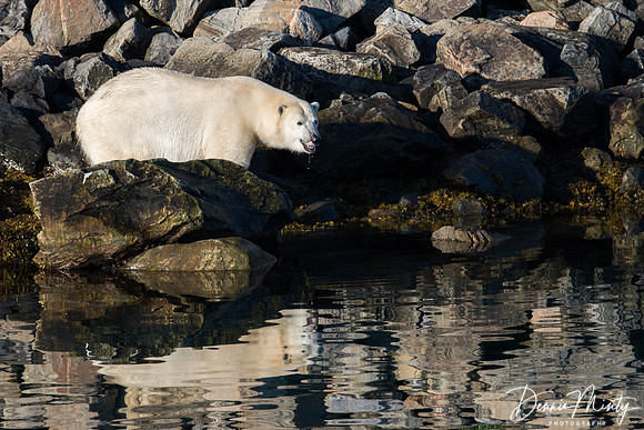 Polar Bear, Nachvak Fjord, Labrador