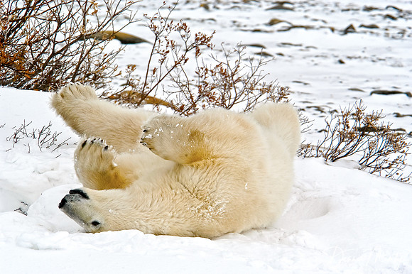 Polar Bear, Churchill, Manitoba