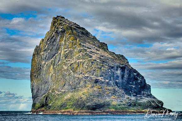 Stac an Armin, Gannet Colony, St. Kilda, Western Isles, Scotland (UNESCO World Heritage Site). One of largest Northern Gannet (Morus bassanus) colonies in the world.