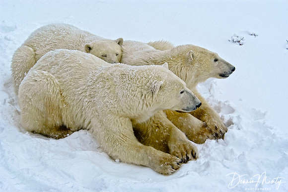 Polar Bear, Churchill, Manitoba