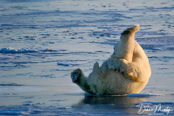 Yoga Practice on Ice, Polar Bear (Ursus maritimus), Churchill, Manitoba, Canada