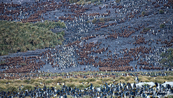 King Penguin Colony (Aptenodytes patagonicus), Salisbury Plain, South Georgia