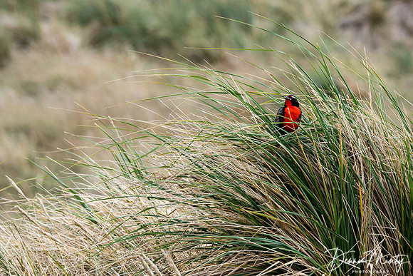 Long-tailed Meadow Lark (Sturnella loyca), Carcass Island, Falkland Islands